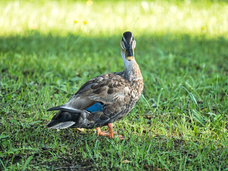 Naklejka na ściany i meble Tokyo,Japan-July 18, 2021: Isolated duck turning its face around in the grass field 