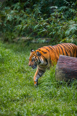 tiger in the grass