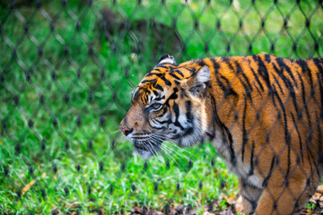 tiger in the zoo