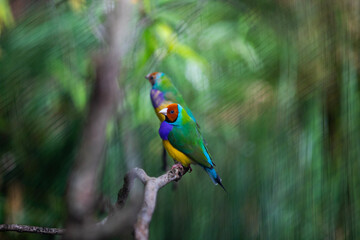 green winged macaw