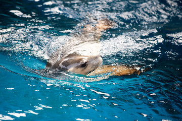 dolphin in the water