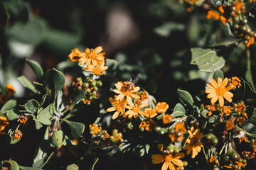 butterfly on a flower