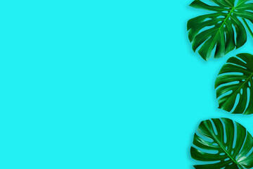 top view of tropical monstera leaf on blue color background. minimal summer concept, flat lay, copy space