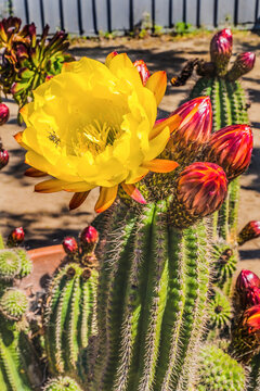 Yellow Prickley Pear Cactus Flower Old Town San Diego California