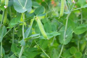 a pod of green peas growing in the garden