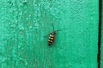 Large beetle on a wooden wall. Macro.