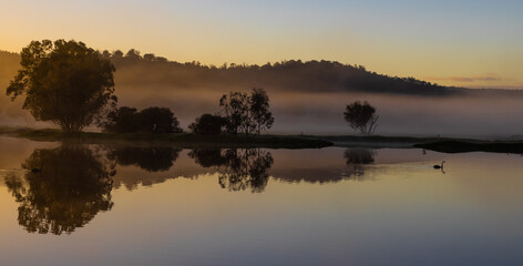 Black swan at early misty  sunrise with reflecting trees in lake after heavy rain in the Chittering Valley, Western Australia