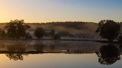 Black swan at early misty  sunrise with reflecting trees in lake after heavy rain in the Chittering Valley, Western Australia