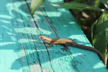Small beautiful lizard. Macro.