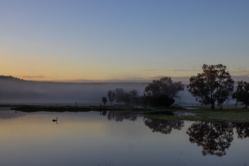 Fototapeta na wymiar Black swan at early misty sunrise with reflecting trees in lake after heavy rain in the Chittering Valley, Western Australia