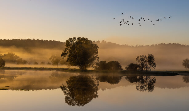 Flock of birds  at early misty  sunrise with reflecting trees in lake after heavy rain in the Chittering Valley, Western Australia