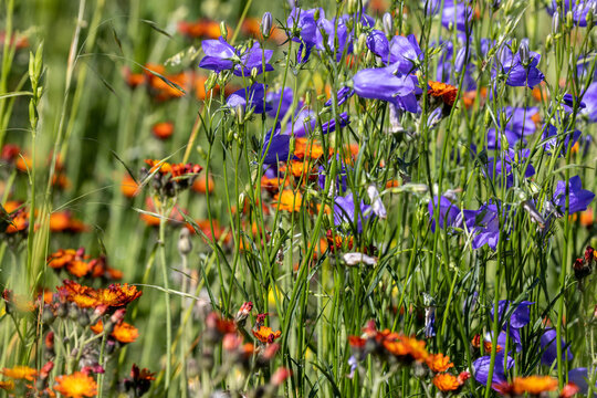 Bl&uuml;tenpracht von orangerotem Habichtskraut und der hellblauen Kn&auml;uel-Glockenblume