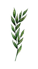 Watercolor illustration sea green algae. Flora nature of aquatic plants. Aquarium plants, underwater planting. Isolated over white background. Drawn by hand.