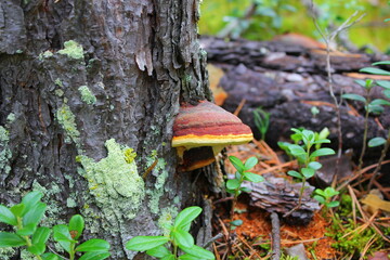 Chaga tree mushroom on an old tree stump