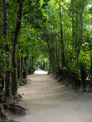 沖縄の観光スポット「フクキ並木」
