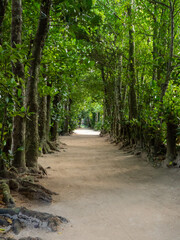 沖縄の観光スポット「フクキ並木」