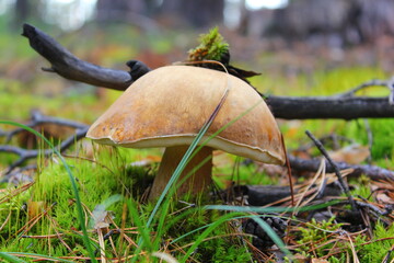 big boletus mushroom in the forest with a gray hat