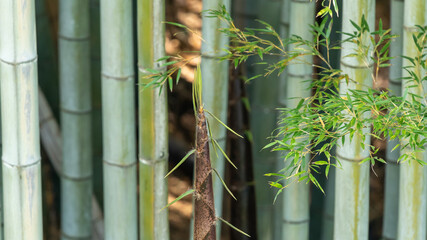 A younger bamboo is growing in Hirakata Osaka, Japan 2021 Spring.