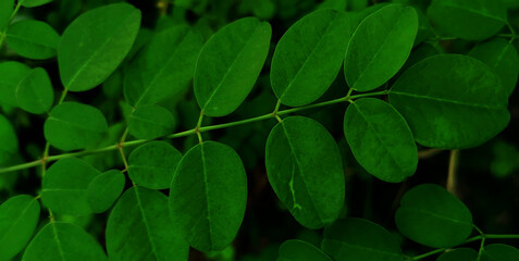 Fototapeta na wymiar leaves in the garden