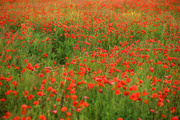 View of beautiful poppy field
