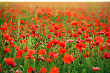 View of beautiful poppy field