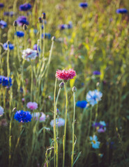 Wild Flowers in Summer