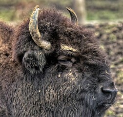 portrait of an american bison buffalo