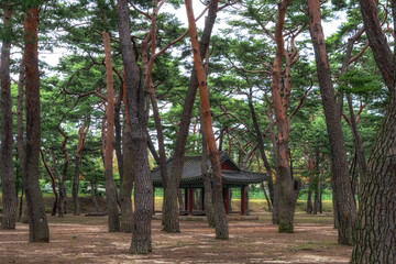 Hadong pine forest park