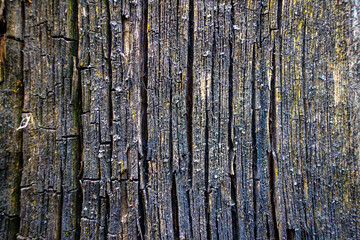 Obraz premium It's the texture of old cracked wood close-up. Wood treatment protection against aging and termites. Solid background.