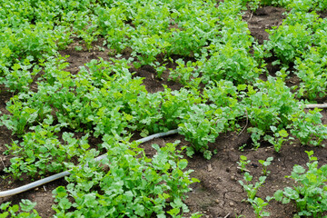 Fresh cilantro leaves and plants in organic planting plots.