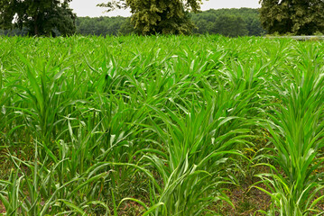 
A field of young green corn.