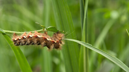 A caterpillar that eats leaves on a background of green grass. Macro photography.