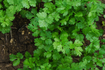 Fresh cilantro leaves and plants in organic planting plots.