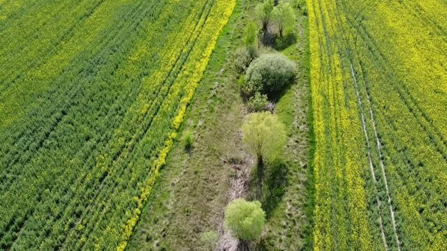 Old reclamation canal between two rapeseed fields, top view.
