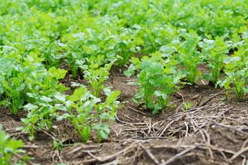 Fresh cilantro leaves and plants in organic planting plots.