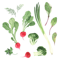 Set of vegetables and herbs, watercolor colorful collection with radish, broccoli, green onion, dill, leaves chard and rhubarb, parsley.
