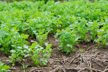 Fresh cilantro leaves and plants in organic planting plots.