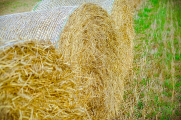 A sheaf of hay in the middle of a summer field in Poland