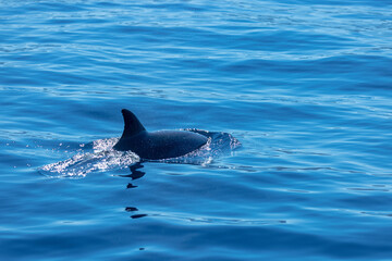 Fototapeta premium Common bottlenose dolphin surfacing on the Adriatic Sea in Croatia