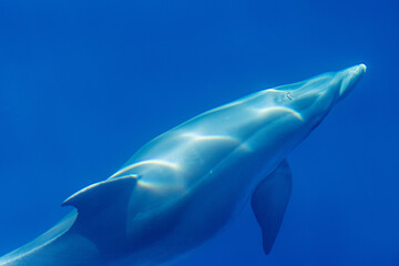 Common bottlenose dolphin surfacing on the Adriatic Sea in Croatia