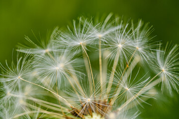 detail of dandelion seed head parachutes