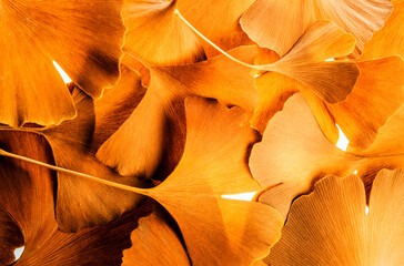 the background from fresh golden Ginkgo biloba leaves