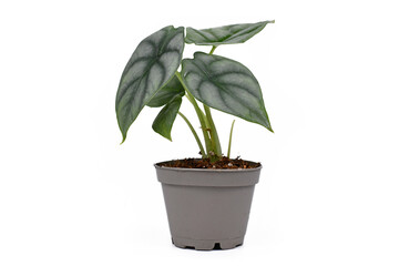 Exotic 'Alocasia Baginda Silver Dragon' houseplant in pot isolated on white background
