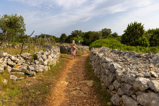 Footpath in the rural landscape of the dry walls of Ilovik island, Croata