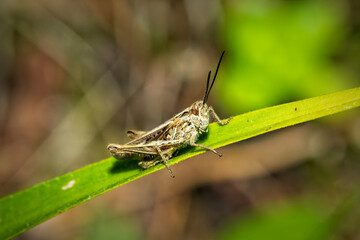 grasshopper on a leaf