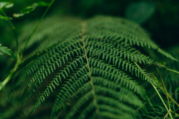 Green beautiful fern leaves on a dark green background. Wide young fern leaves on a background of...