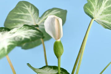 Blooming spadix flower with seeds of exotic 'Caladium Aaron' houseplant on blue background