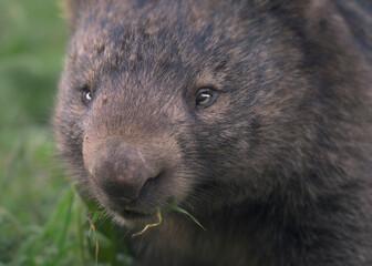 Closeup portrait of a wild common wombat (Vombatus ursinus) in Melbourne, Australia