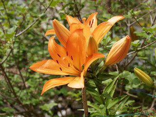 (Lilium) Lys ou lis de jardin à grandes fleurs solitaires orangées et bulbilles dressées au sommet de tiges ramifiées