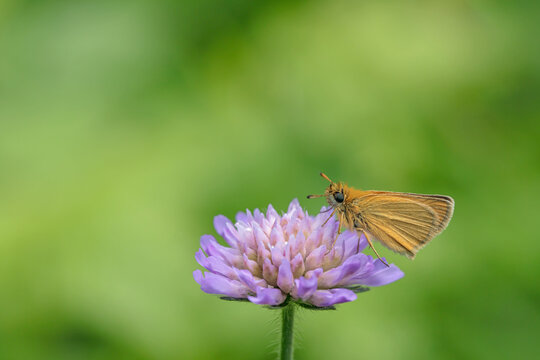 Schwarzkolbiger Braun-Dickkopffalter (Thymelicus lineola) beim Aufw&auml;rmen im fr&uuml;hen Morgenlicht auf einer Ackerwitwenblume (Knautia arvensis)